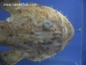 Foto Galerie/Lophiiformes/Lophius piscatorius/Lophius piscatorius_05_S.jpg